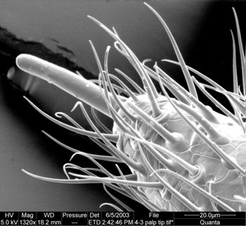 Media type: image;   Invertebrate Zoology 134639